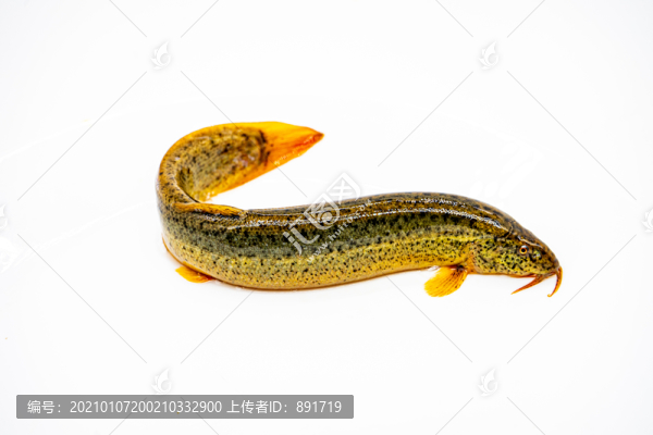 泥鰍