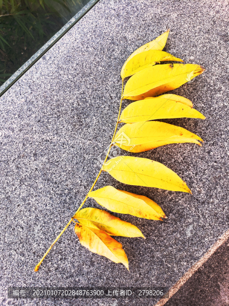 一枝黃葉