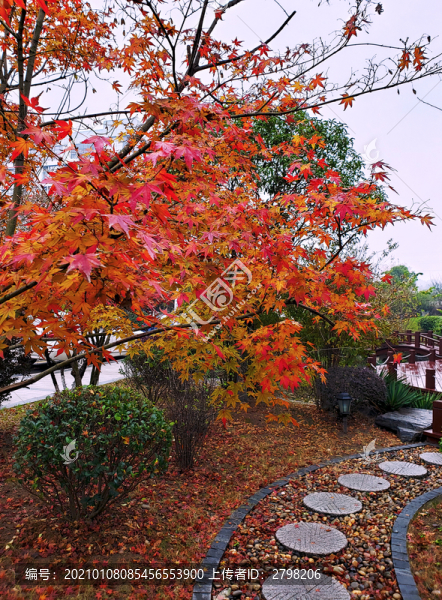 小路紅楓