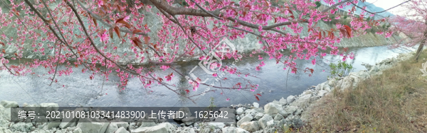 野櫻花