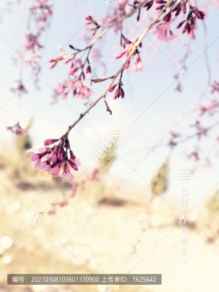 櫻花之歌