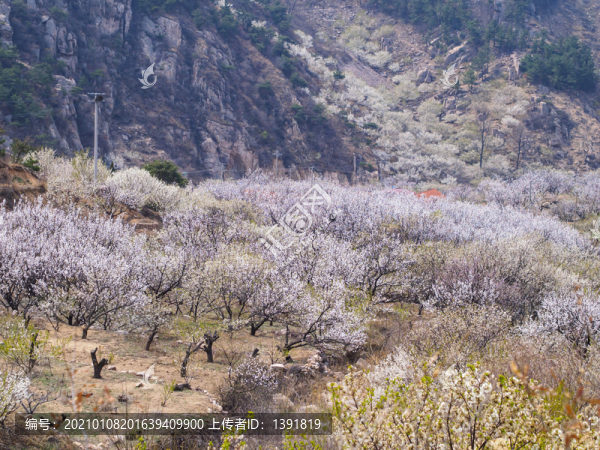 櫻桃花