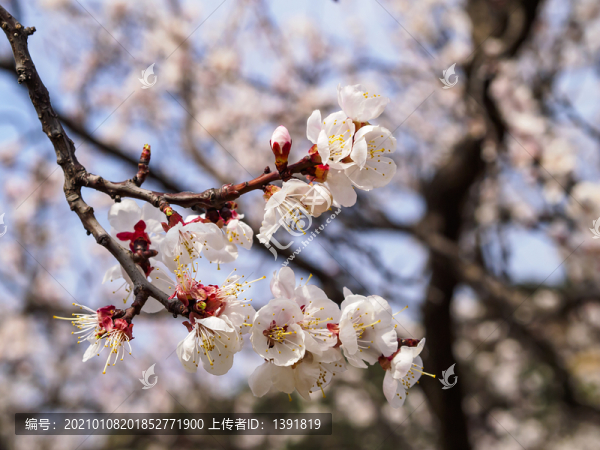 櫻桃花