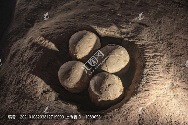 恐龍蛋化石