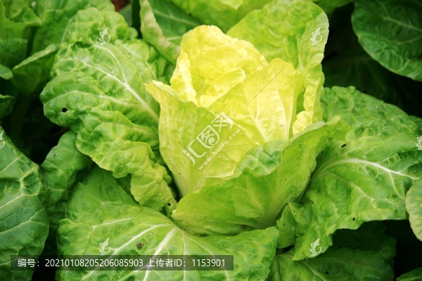 白菜