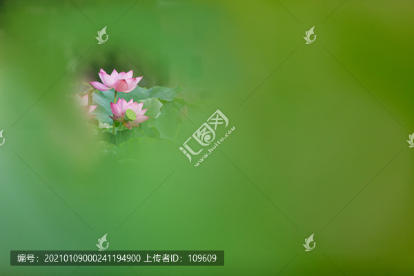 荷花荷葉