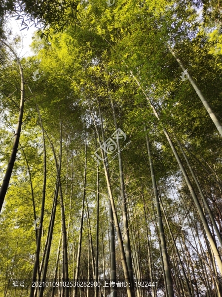 竹子