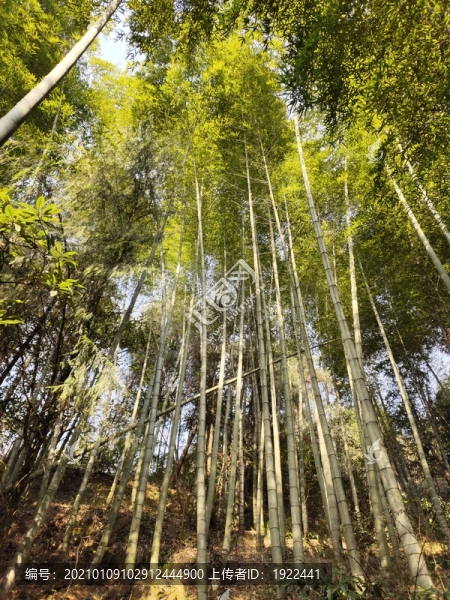 仰拍竹子