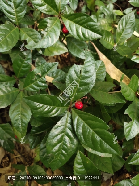 紫金牛紅色果實