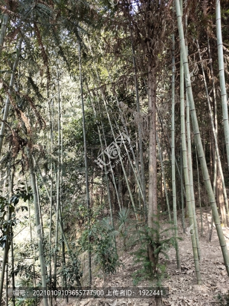 竹子根部特寫
