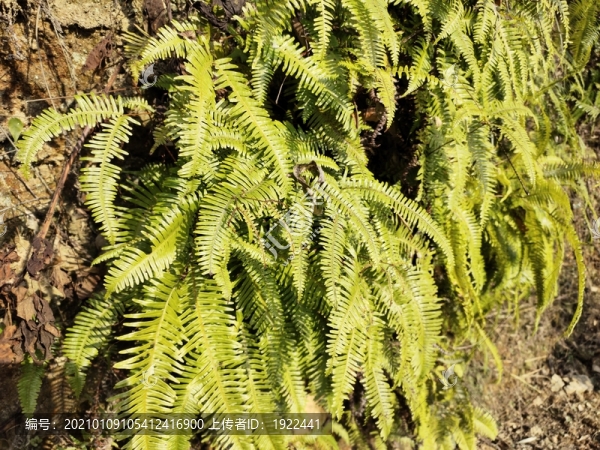 野草