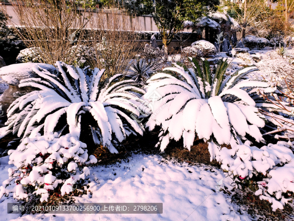 白雪覆蓋的小花園綠植