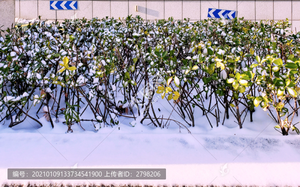 落滿白雪的綠色灌叢