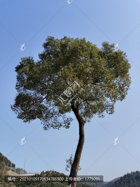 樟樹
