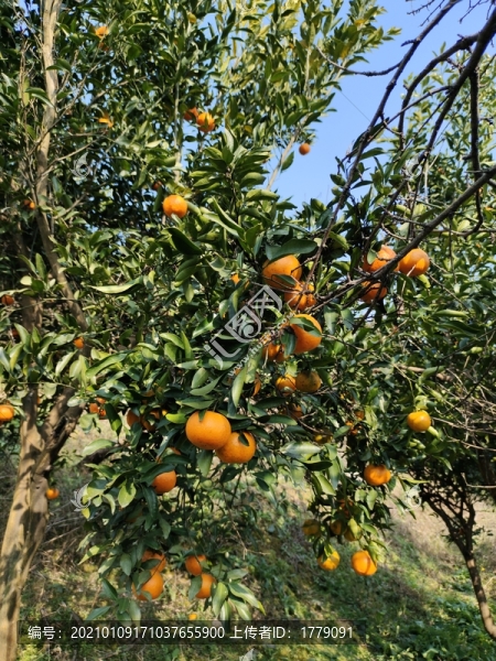 柑橘樹
