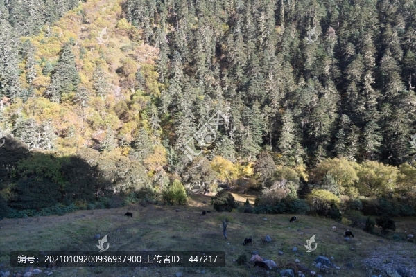 察隅森林