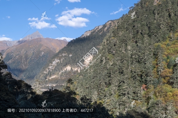 察隅森林
