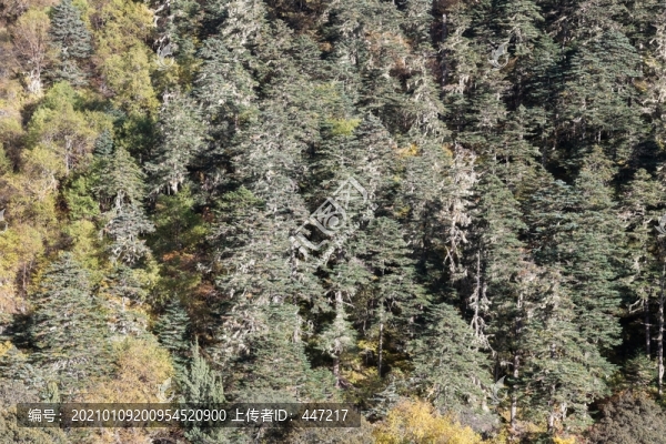 察隅森林