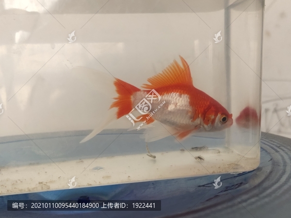 鯉魚