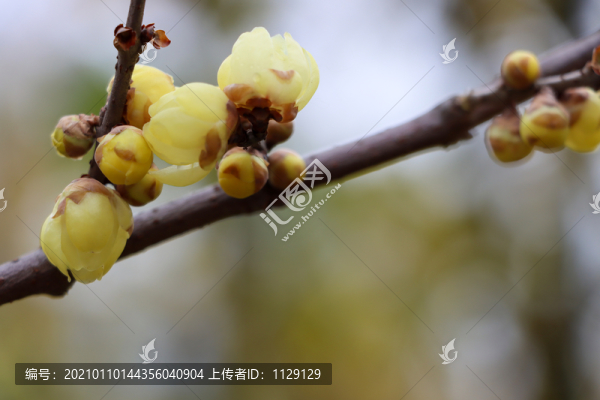 臘梅