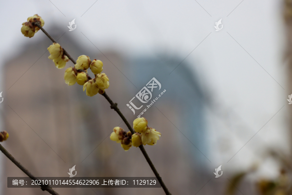 臘梅