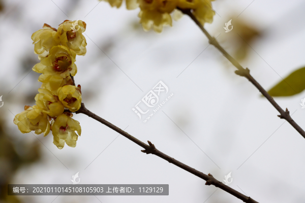臘梅