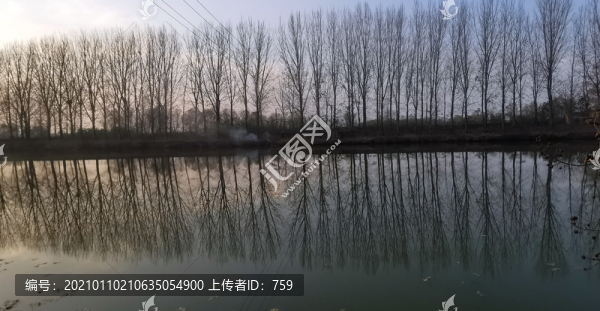 樹