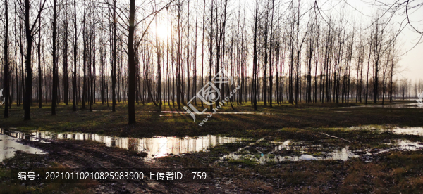 樹(shù)林