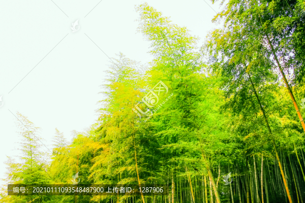棲鳳竹