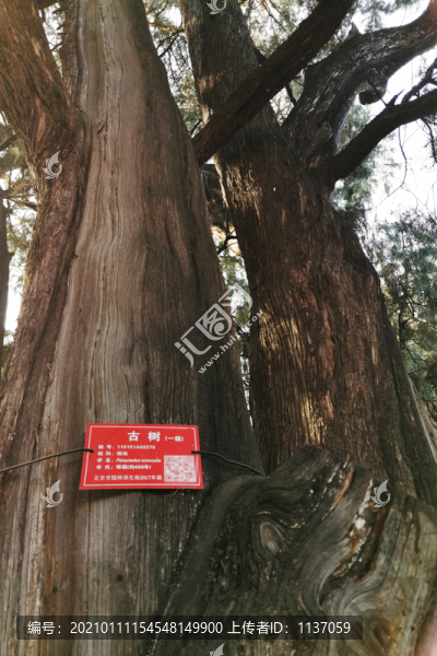 地壇公園的古樹