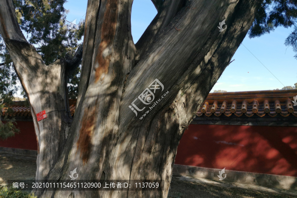 地壇公園老將軍柏