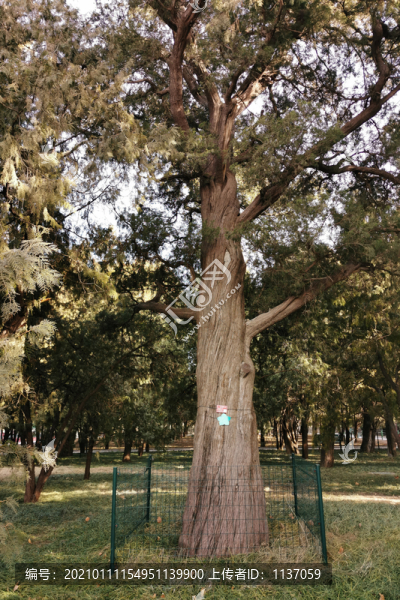 地壇公園的古樹