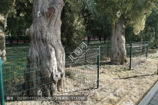 地壇公園的古樹