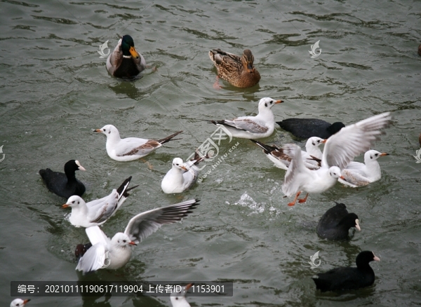 冬天的水鳥(niǎo)