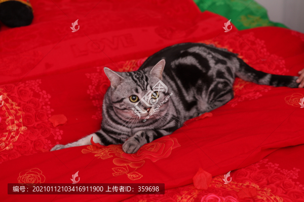 美國(guó)短毛貓