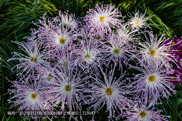 杭州植物園菊花展