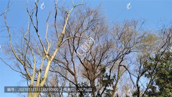 樹枝