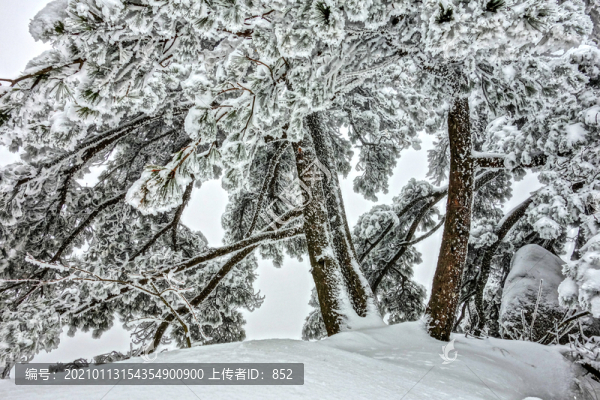 黃山冬景