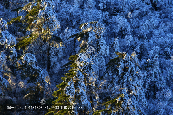 黃山冬景