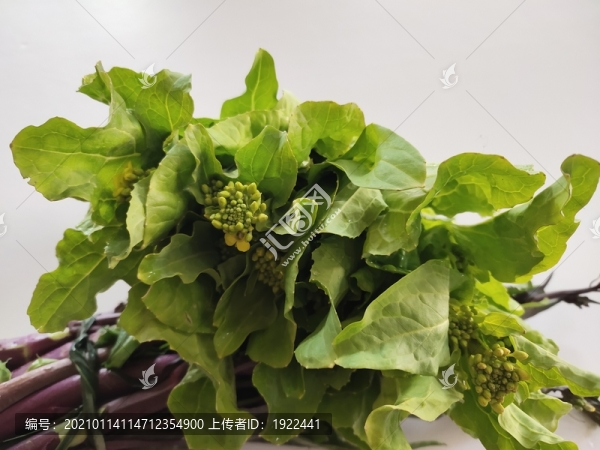 紅菜苔特寫