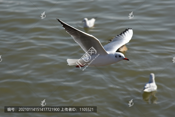飛翔的海鷗