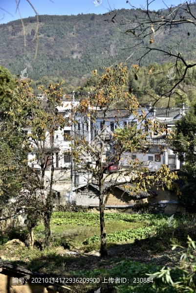 柿子樹