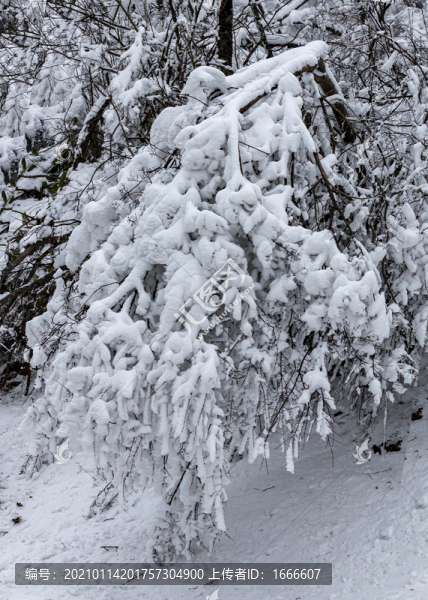 高山雪景
