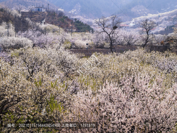 嶗山春光