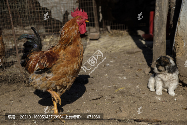 公雞和小狗