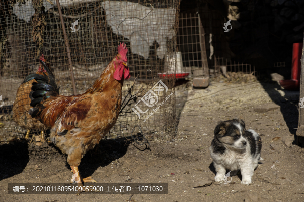 公雞和小狗