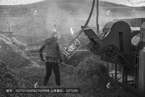 黃豆脫粒