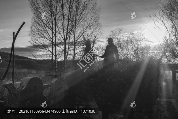 黃豆脫粒