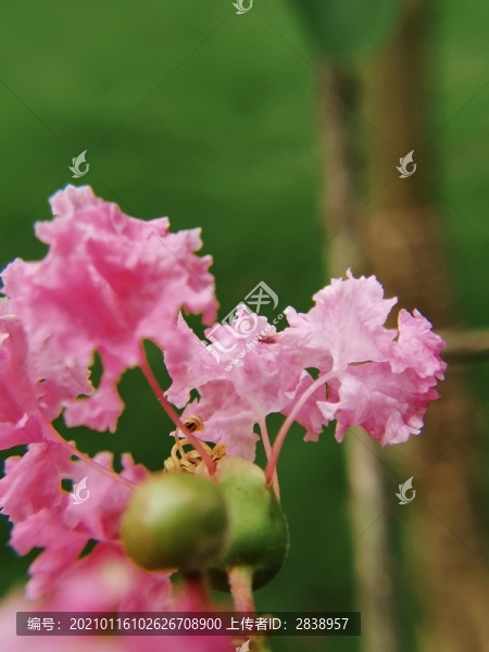 紫荊花