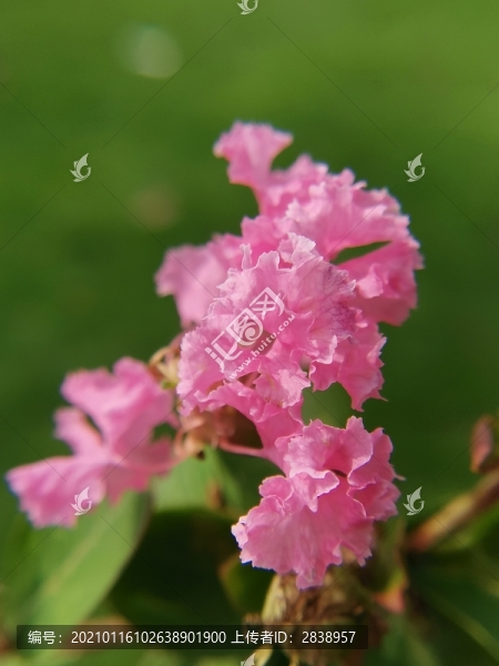 紫荊花